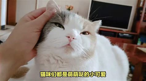 猫来家里生孩子代表什么|揭秘猫咪进家的神秘寓意